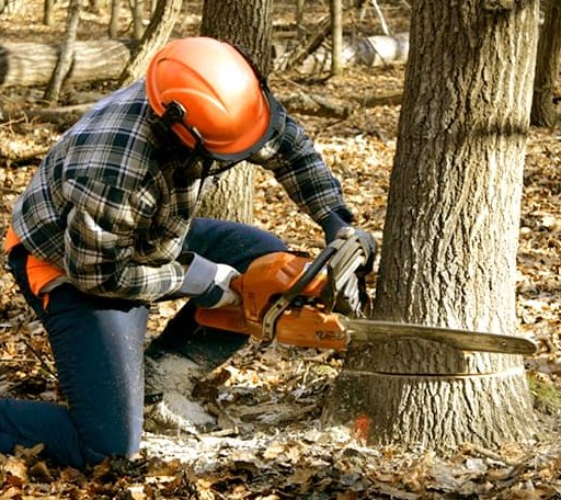 Tree Removal in Fair Play, MO